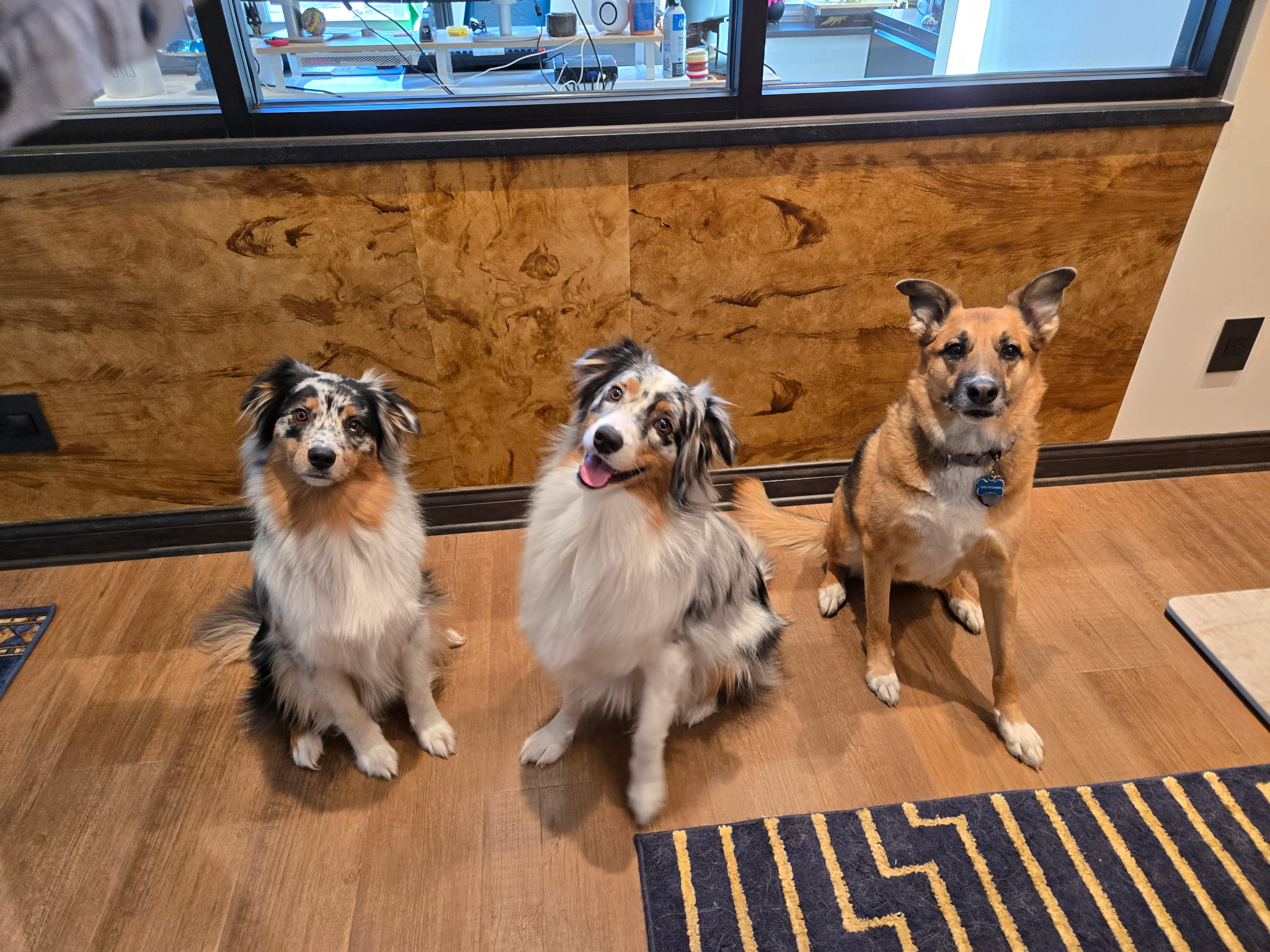 Office pups profile picture